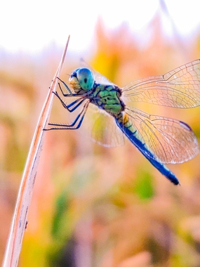 阔翅豆娘蜻蜓图片